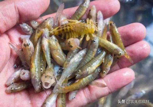 俗称大肚鱼,因灭蚊而引进,如今在国内泛滥,网友:油炸倍儿香