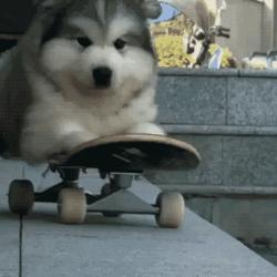 小时候可爱长大后霸气的阿拉斯加,帅气可爱的阿拉斯加