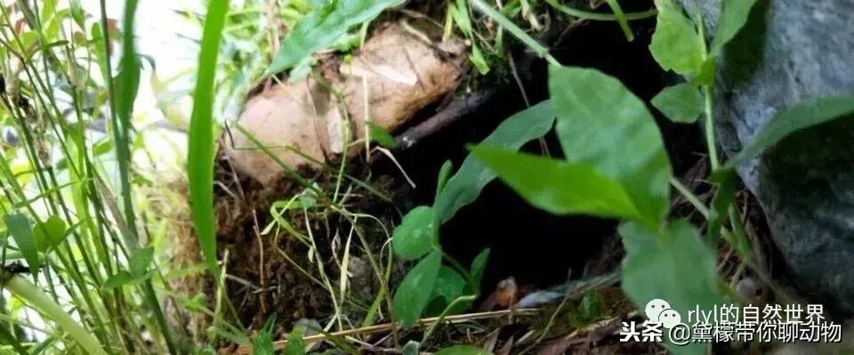 丛林造景黄缘龟池设计图大全,龟宝宝黄缘龟生态缸造景教程