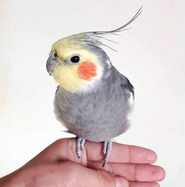 玄凤鹦鹉最漂亮的品种,各种品种玄凤鹦鹉的视频