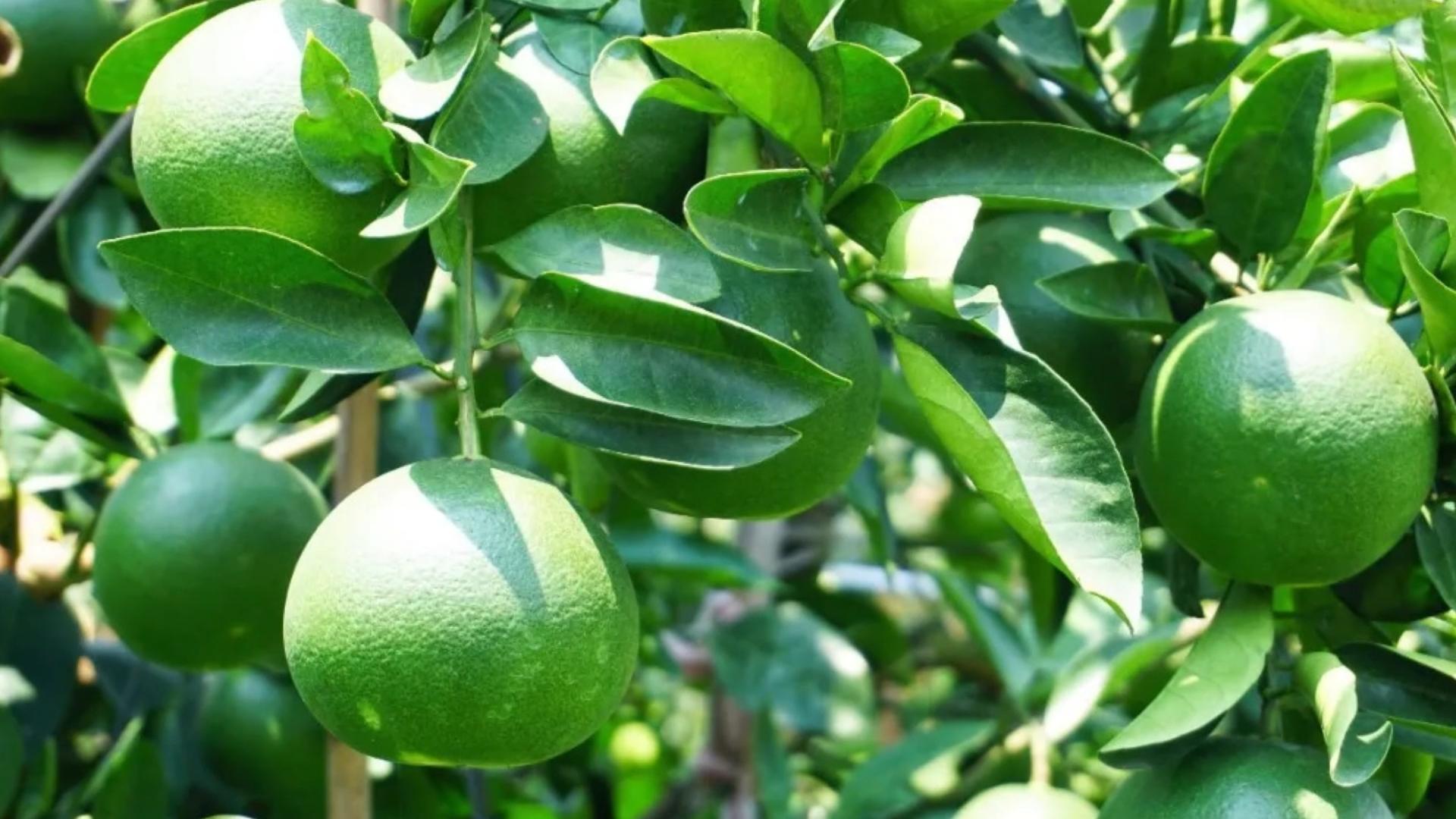 柚子甜不甜在树上就决定了,柚子甜不甜很甜原版视频