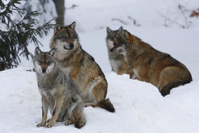 狼的配偶,狼的配偶只有一个