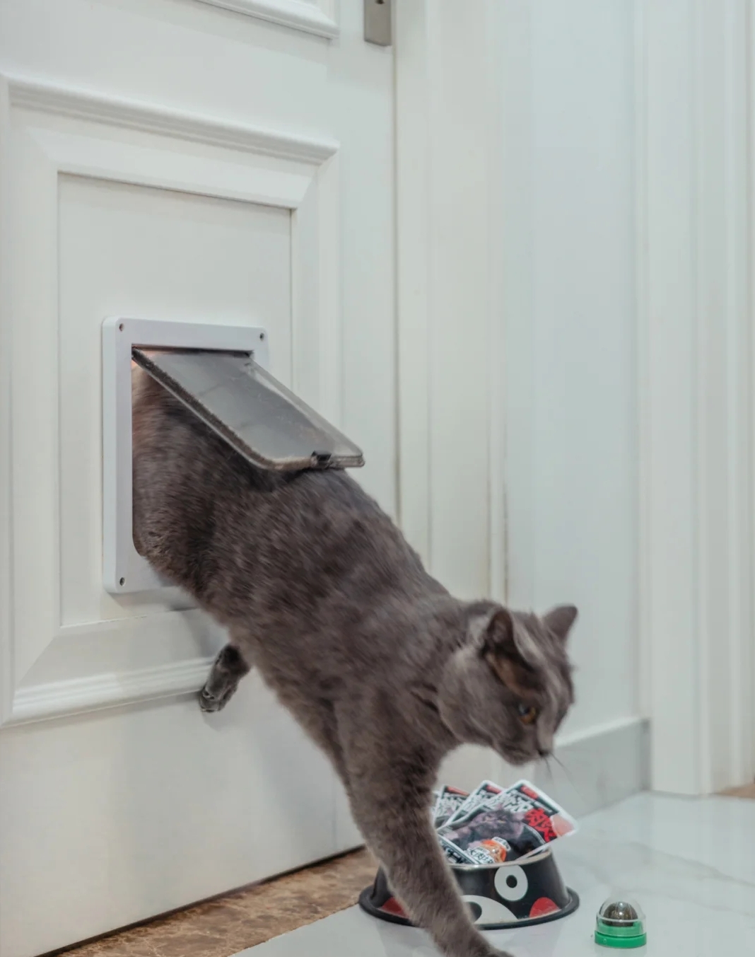 新手养猫必备好物新手铲屎官必看,养猫家庭装修要注意什么