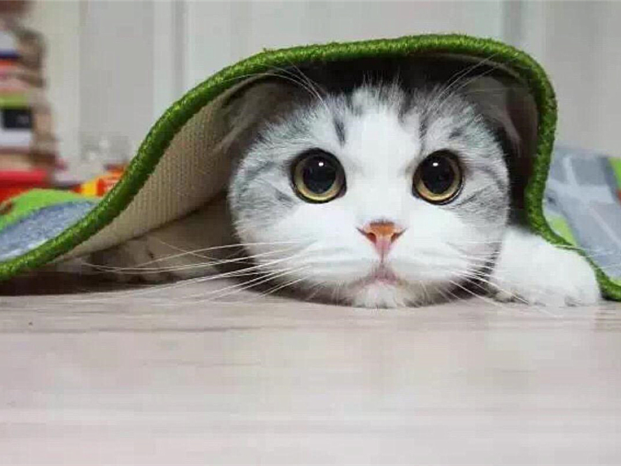 给猫拍照用闪光灯危害,给猫拍照会有什么后果