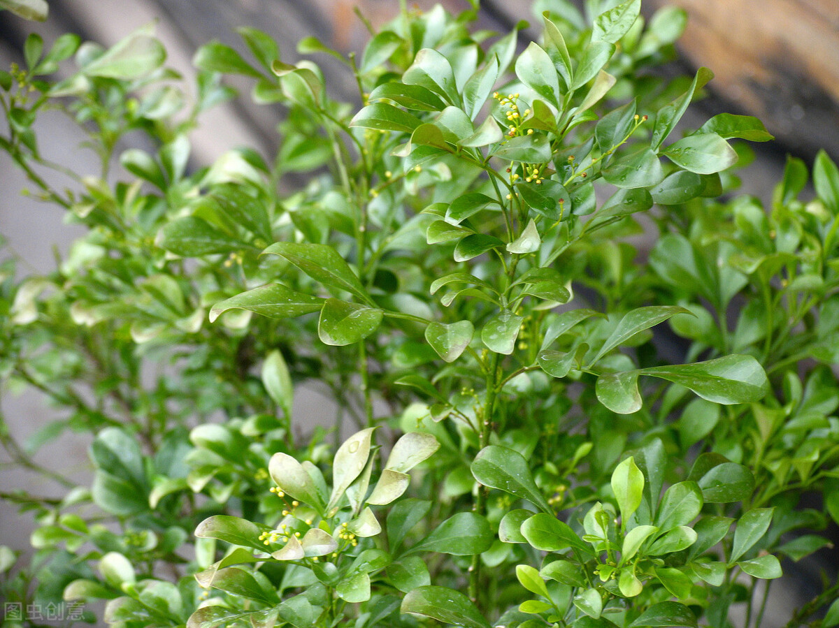 怎样养好米兰花视频,如何养好米兰开花多一点