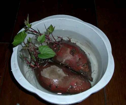 红薯发芽长叶可以往屋子里放吧,红薯发芽部分切下来能盆栽吗