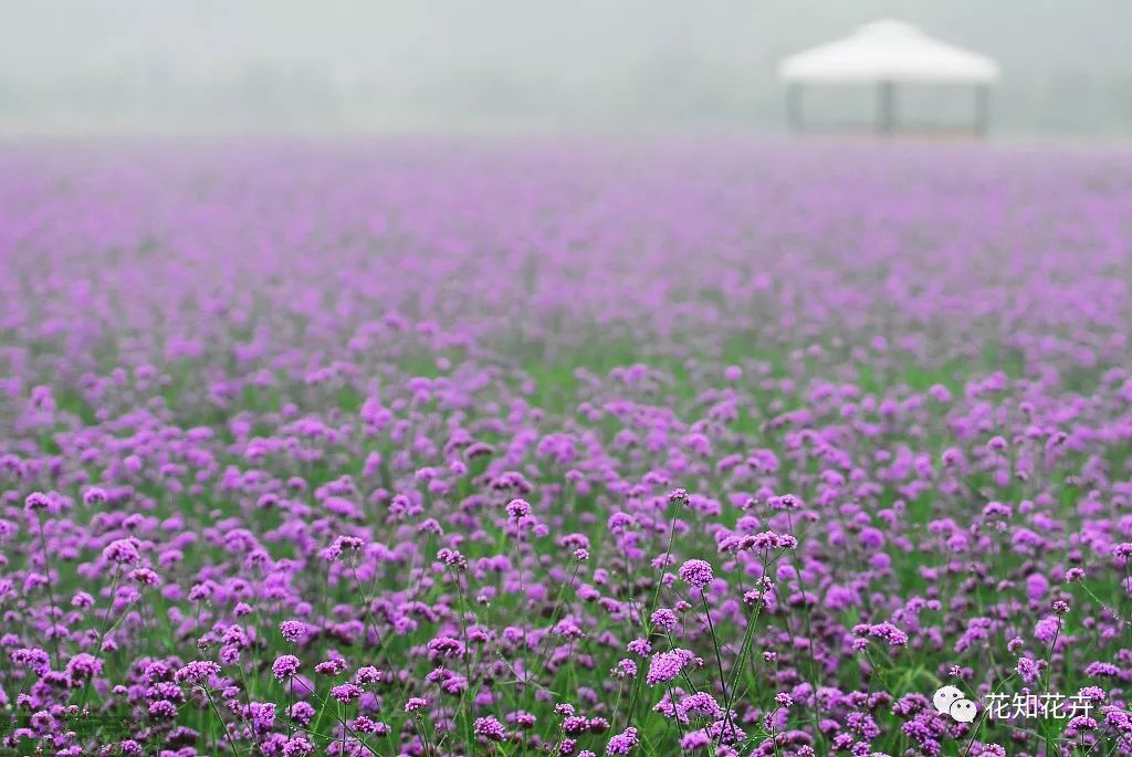 衣草精油真假辨别方法视频,薰衣草真假辨别图解大全