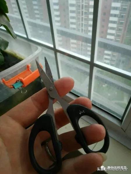 绿萝铜钱草家庭养殖,绿萝发财树黄叶子怎么办呢