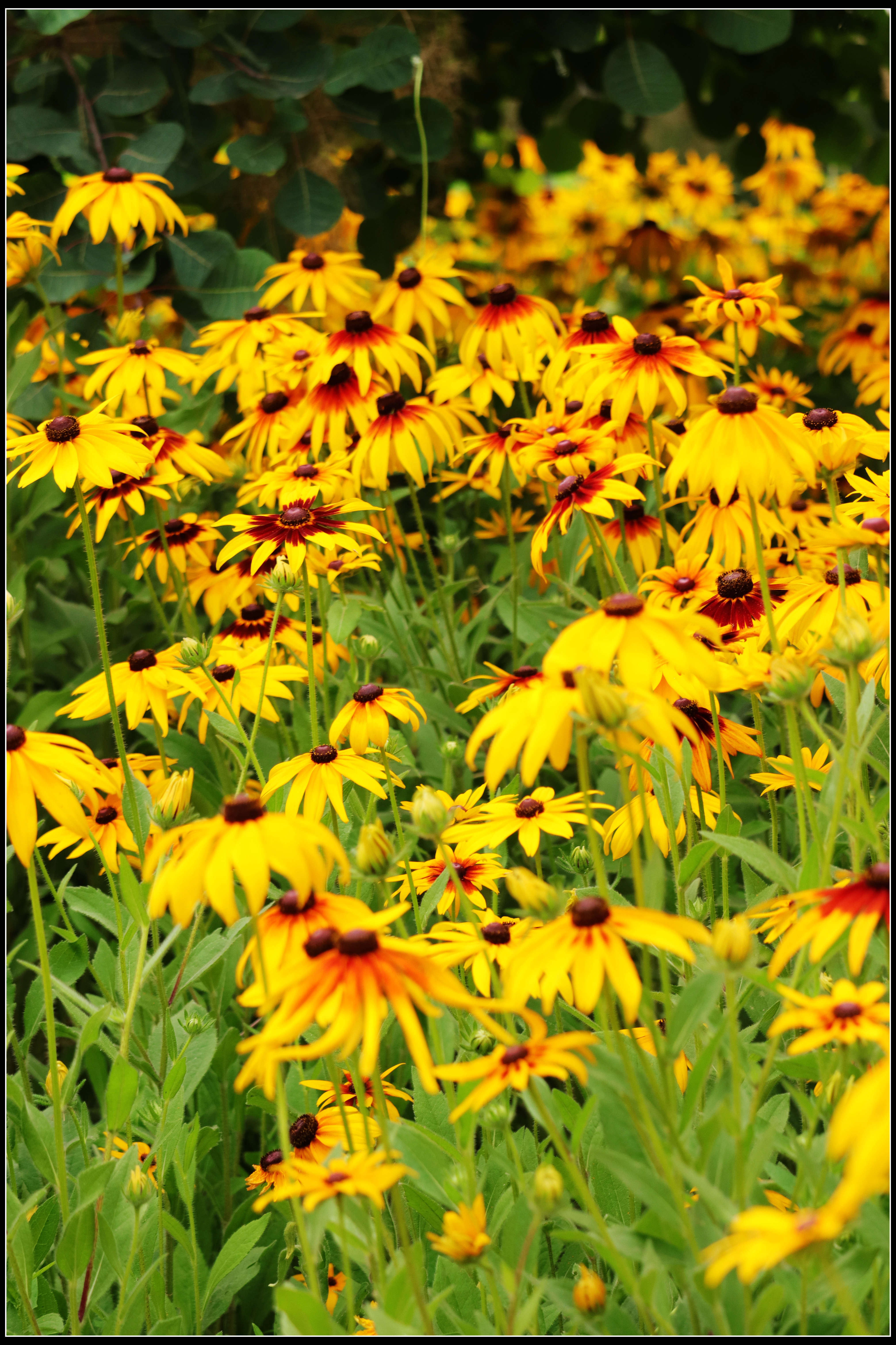 这种花便宜还好养活,5种坑人的花