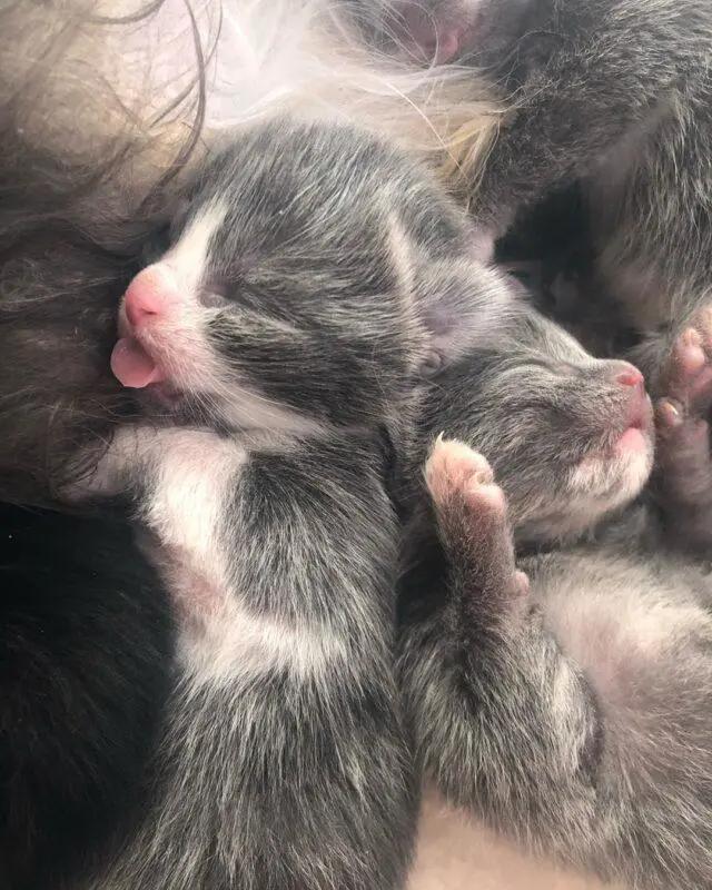 刚出生的小奶猫有多可爱,小奶猫幼崽可爱到犯规