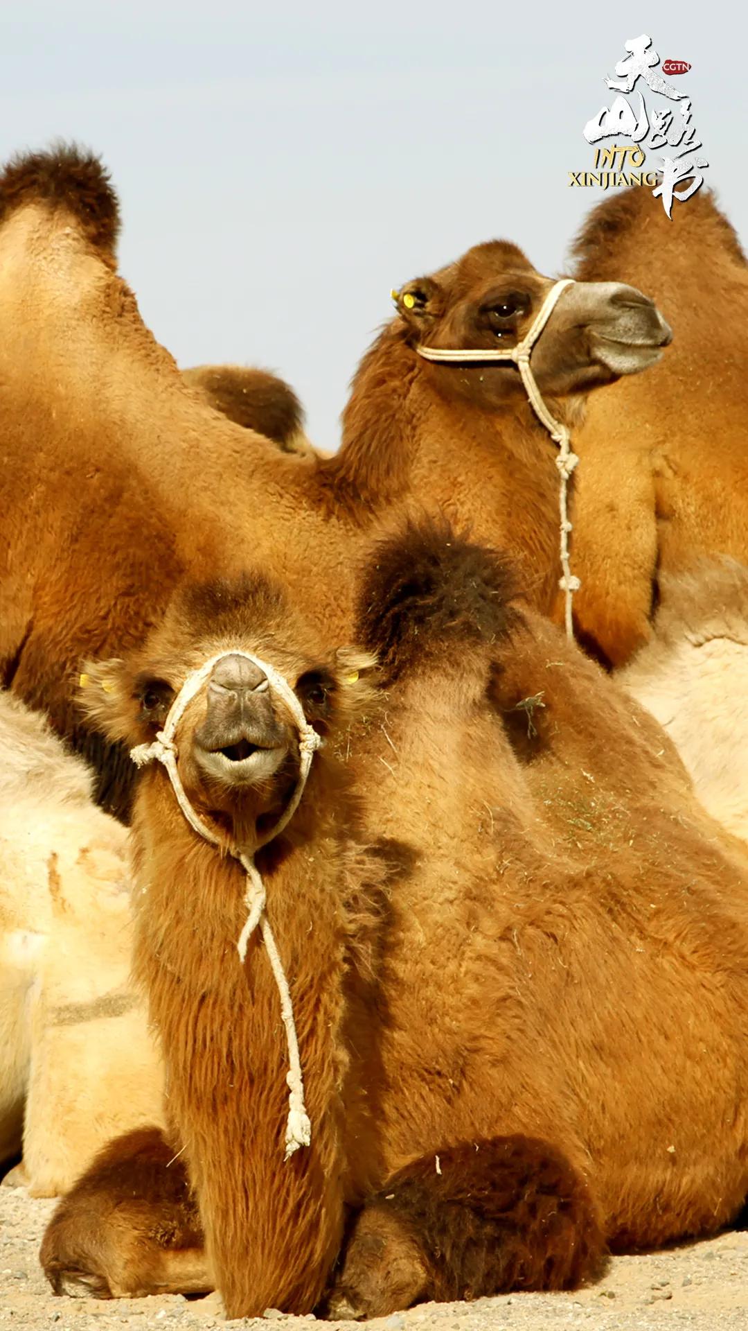 你有一份礼物请查收在哪领,你有一份礼物请查收是什么