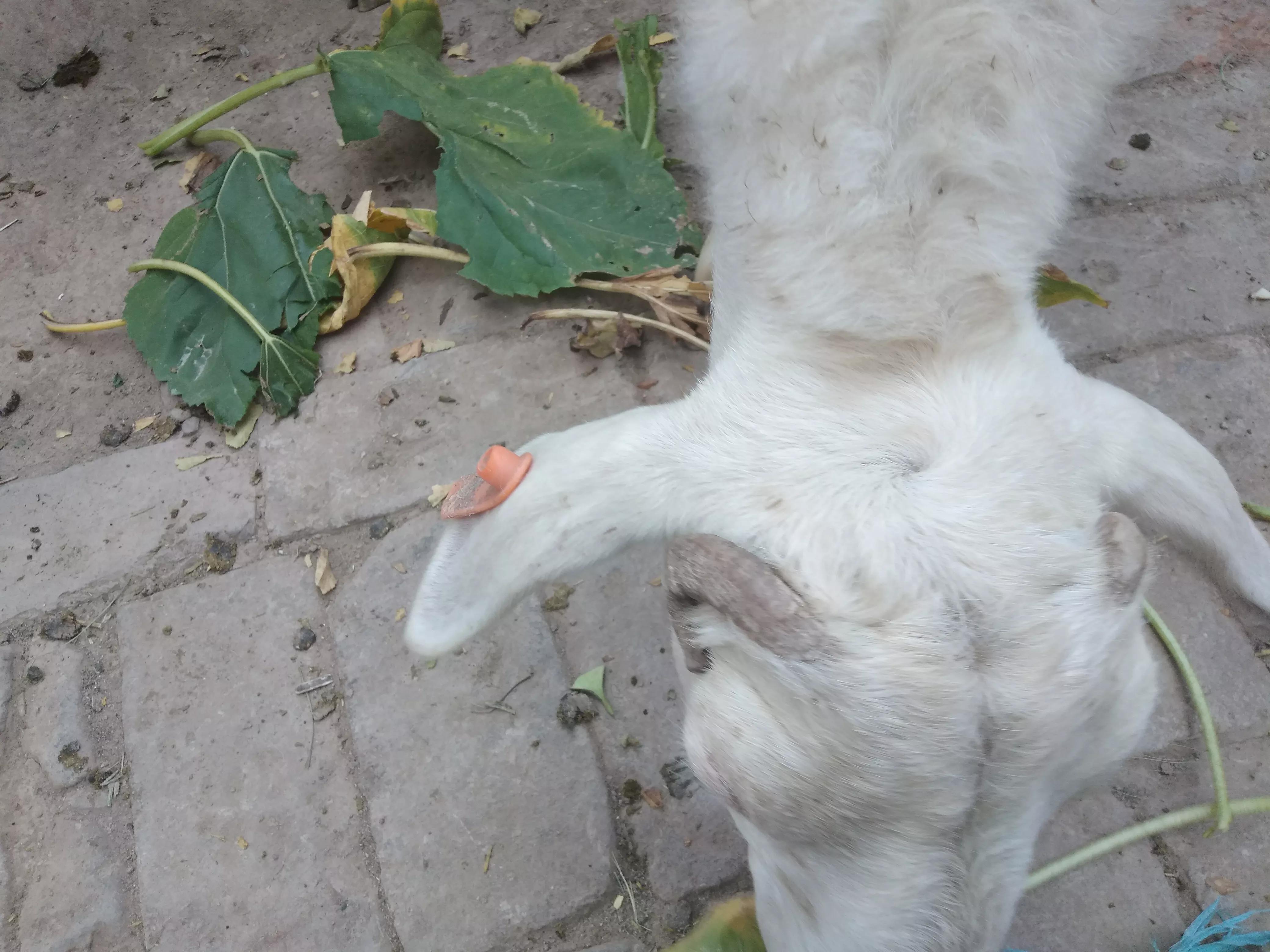 养羊的利润与成本核算,养羊的成本与效益计算公式