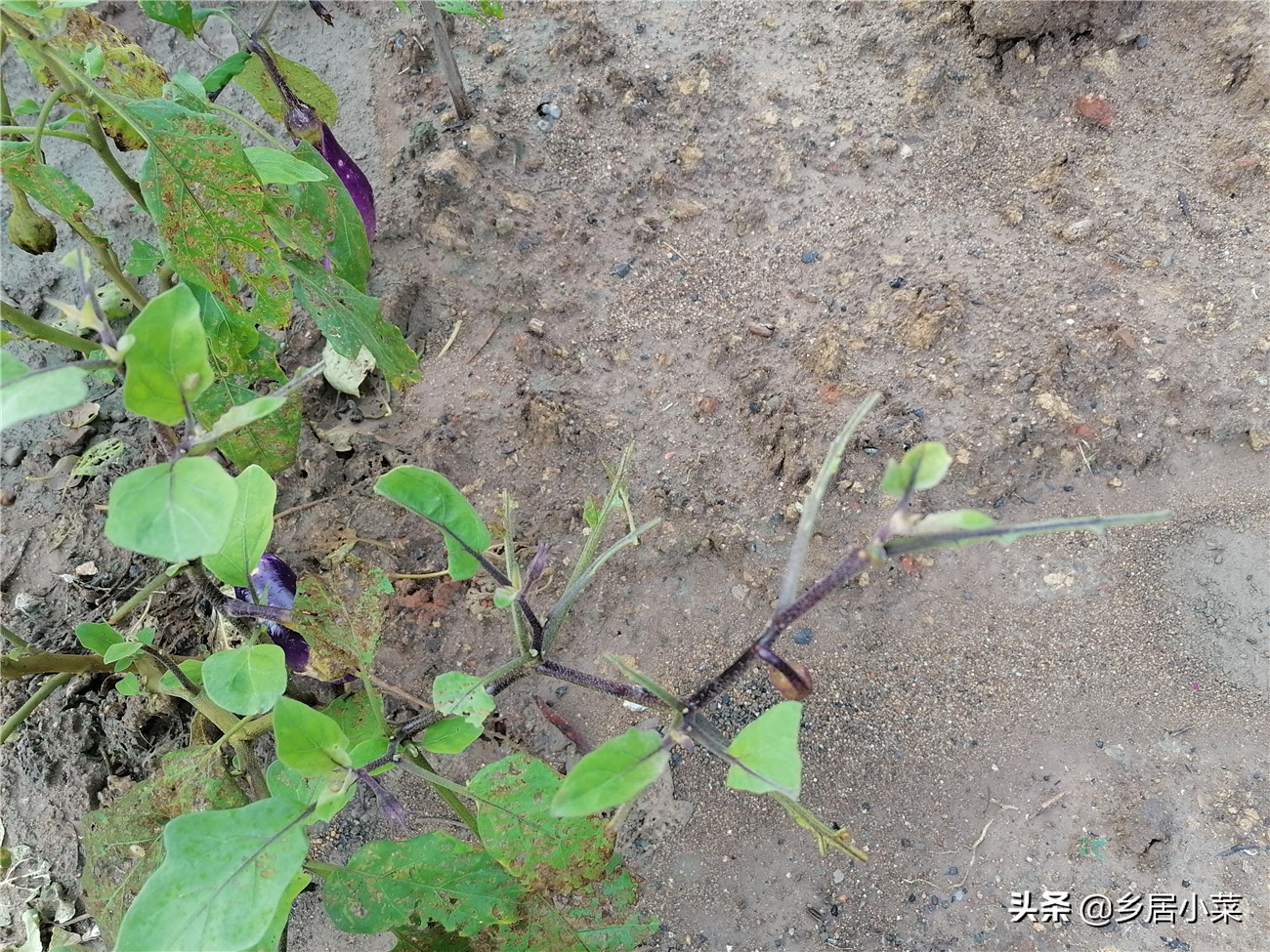 茄子生根壮苗用什么药,茄子开花期需要注意哪些病虫害