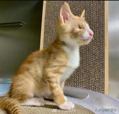 双目失明的猫咪好养吗,瞎了一只眼睛的猫能养吗
