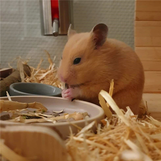 仓鼠睡醒了没精神,仓鼠不吃鼠粮是怎么回事