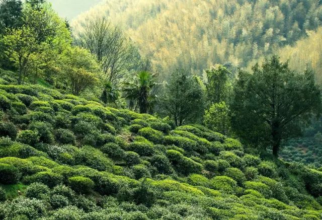 “茶游”湖北！以访茶之名，享山涧美景，品风味美食