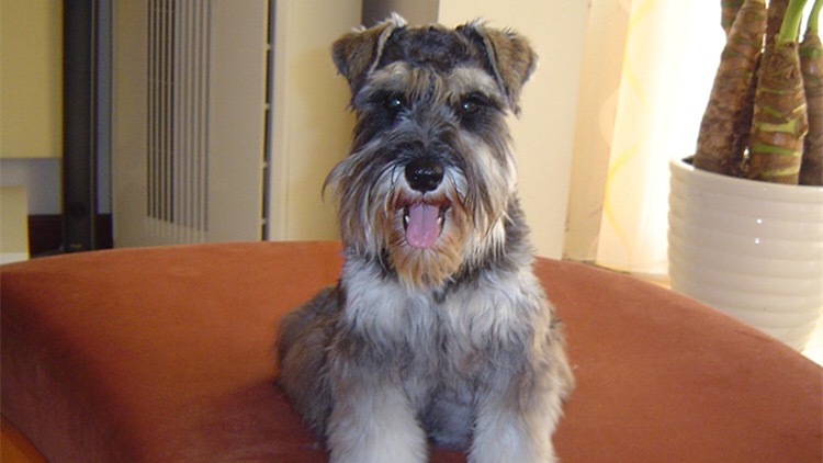 伤害汪汪健康的“吃纸”,必须根儿上杜绝