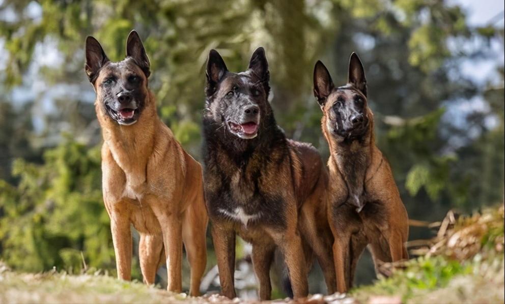 养马犬比养德牧更好，这几个原因，你无法反驳