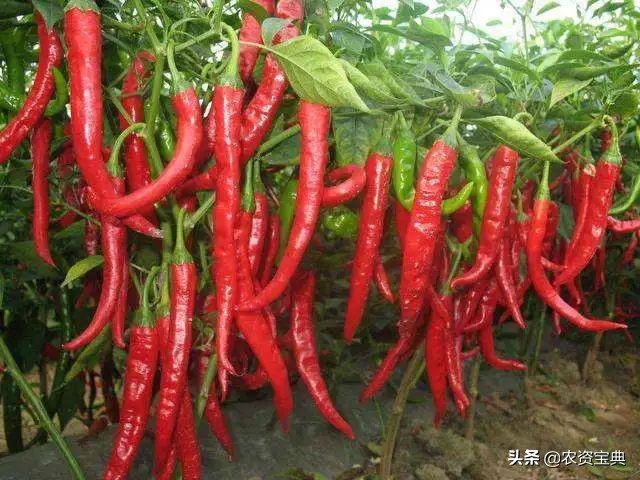 万能调节剂磷酸二氢钾,磷酸二氢钾和调节剂配比