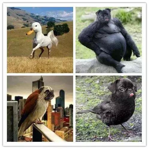 闲鱼卖神兽的视频,闲鱼上古神兽奇葩卖家