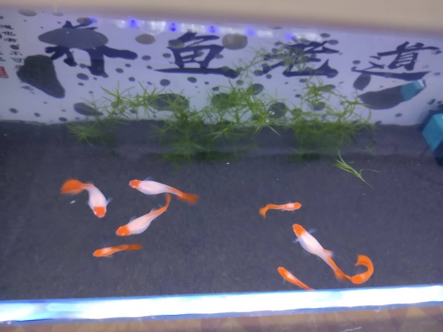 孔雀鱼可以和迷你鹦鹉鱼一起养吗,孔雀鱼可以跟迷你鹦鹉鱼一起养吗