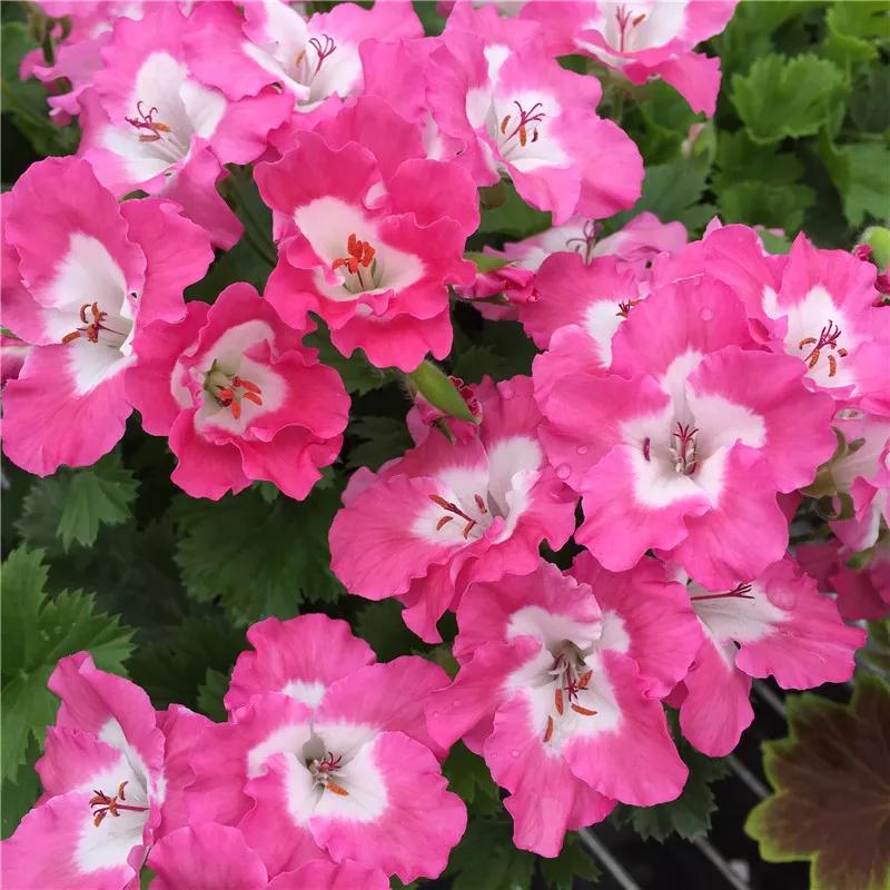 10种天竺葵,天竺葵100种图片大全