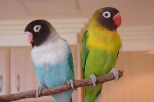 普兰牡丹鹦鹉是头类还是面类,面类牡丹和头面牡丹鹦鹉如何区分