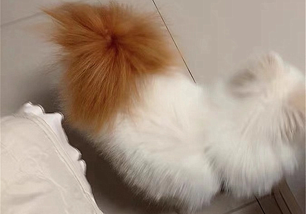 辟谣,狗狗染色用的是植物染发剂没伤害?对它你真的了解吗?