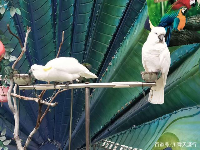 吉尼斯世界最大的马戏剧院,灵玲国际马戏城世界纪录