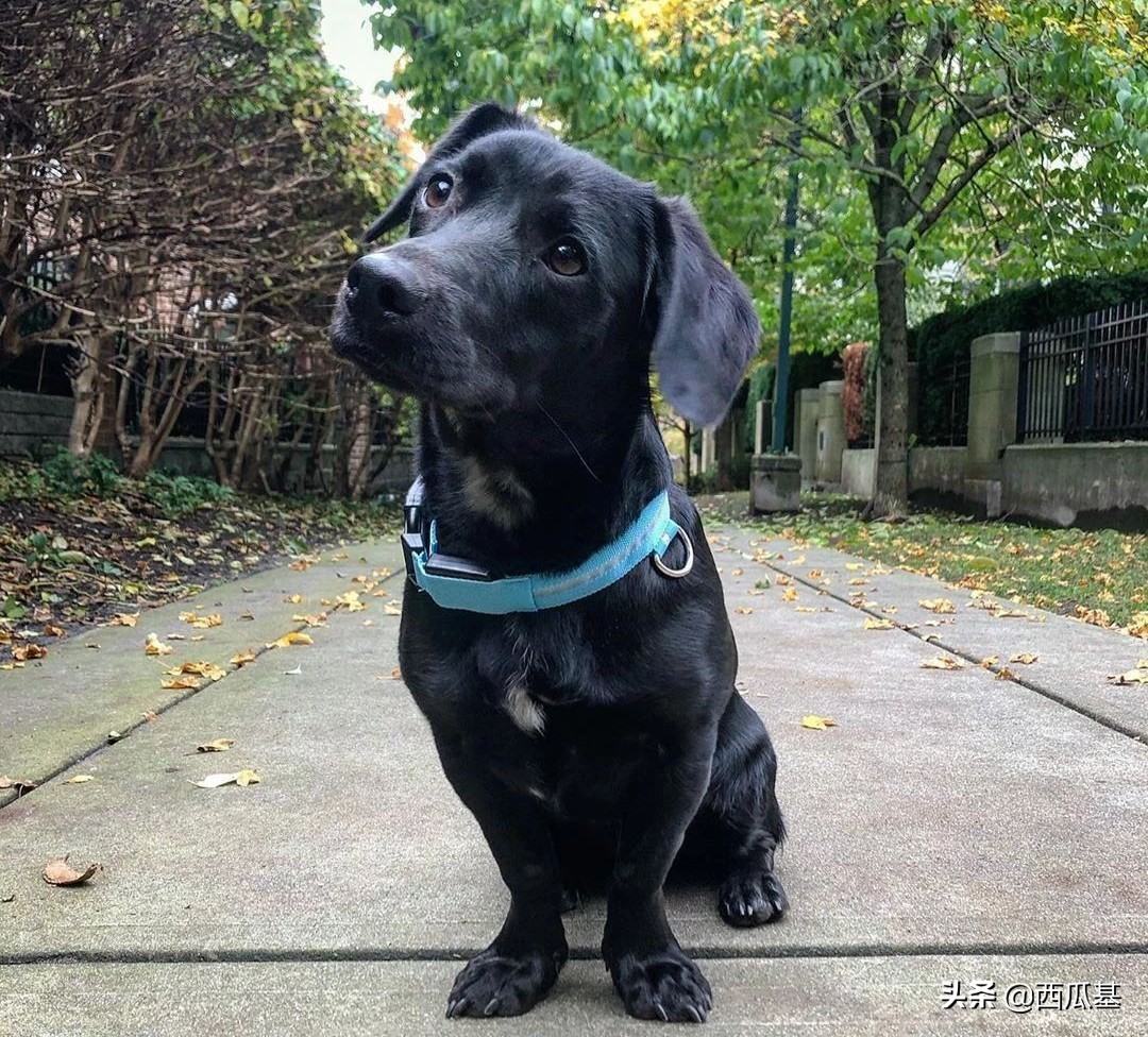 常见的串串狗都是什么品种,不建议养的10种狗串串犬