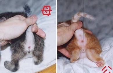 黄色和白色的猫是公猫还是母猫,三个月的猫怎么区分公猫母猫