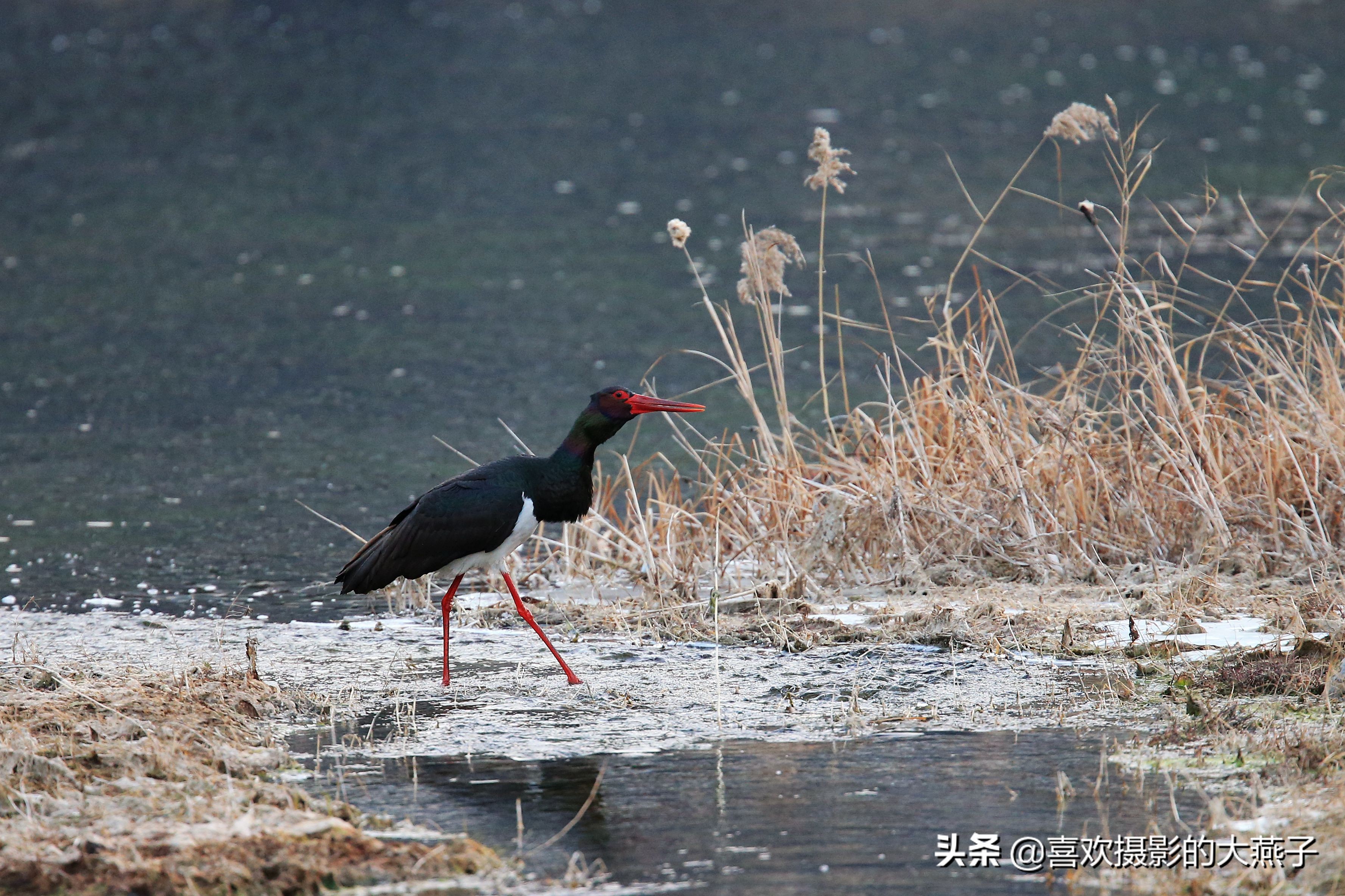 珍稀鸟类黑鹳来到河北井陉县越冬,房山十渡有什么野生动物