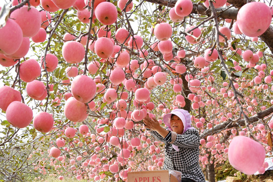 苹果种植技术在哪里学,苹果种植技术盆栽