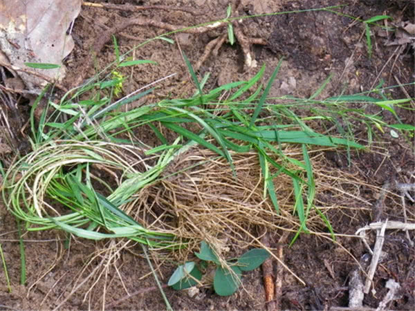 徐长卿治寒湿还是湿热,徐长卿止痛作用