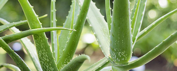 芦荟发红变软要剪么,移栽芦荟叶子发黄变软是怎么回事