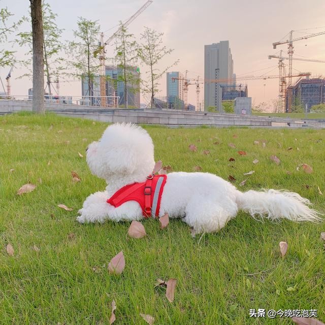 比熊狗狗产后拉稀,比熊狗狗拉稀怎么办