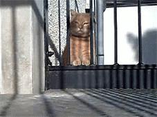 猫能被东西卡住动不了吗,猫好像被什么东西卡住一样