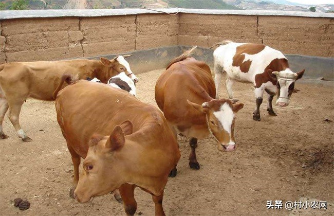 农村养牛怎样提高经济效益,农村养牛赚钱快哪个办法好