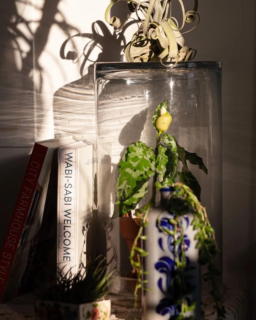 金盆洗手吧，植物杀手们