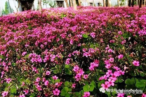 忻州保德好玩嘛,山西保德去哪玩