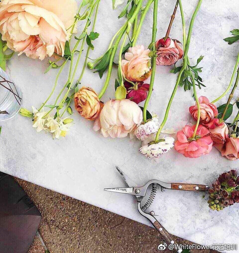 whiteflower闂ㄥ簵,whiteflower