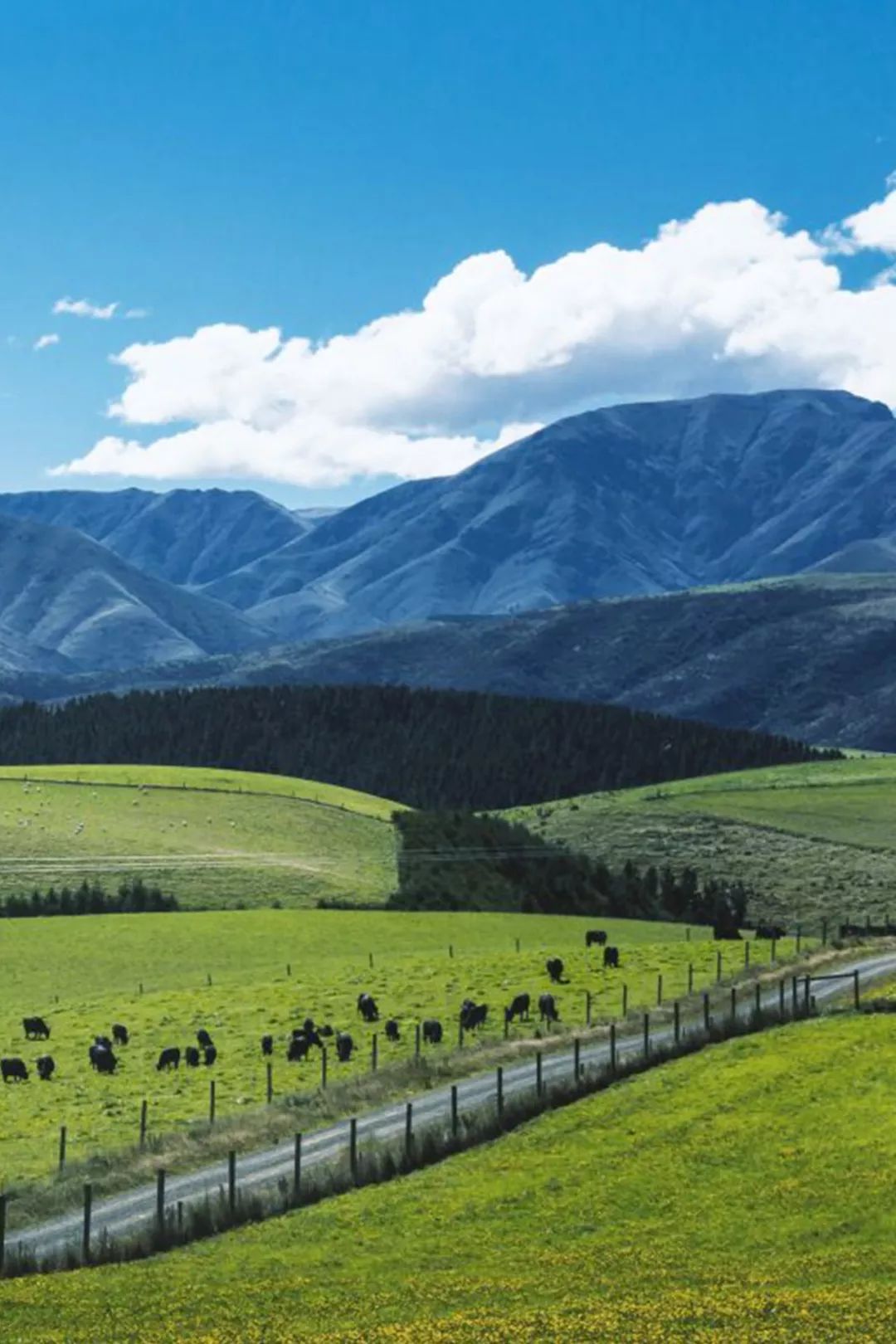 伊利新西兰牛奶,伊利未来牛奶谷基地