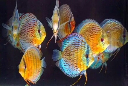 金鱼跟热带鱼哪个好养,新手养金鱼还是热带鱼好