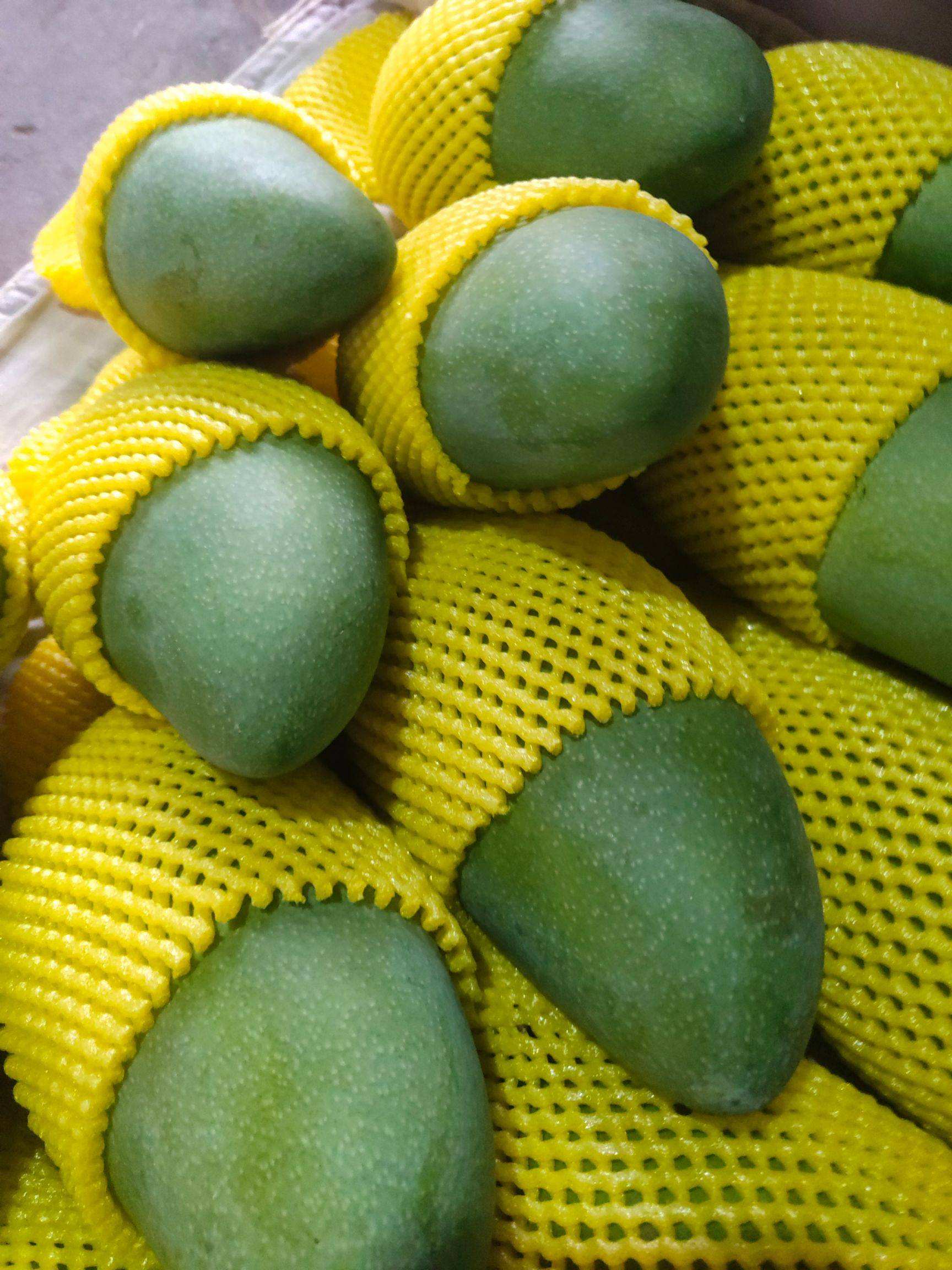 越南滞销,越南产青芒