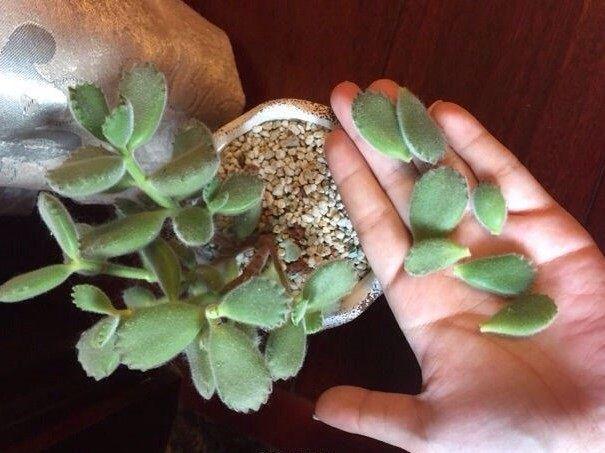 多肉夏季叶子老掉怎么办,多肉夏天老是掉叶子怎么办