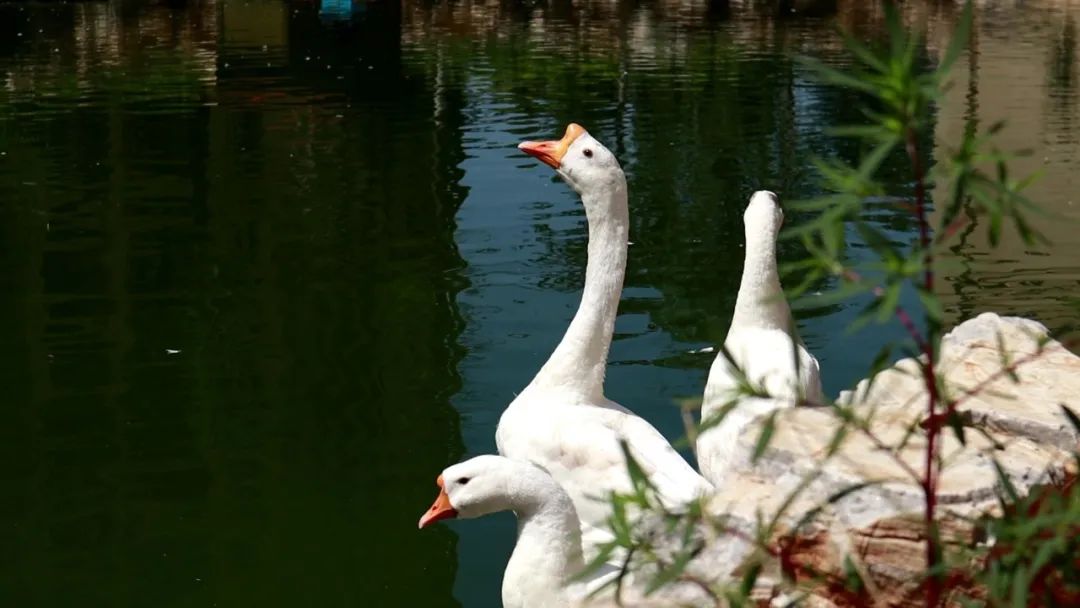石家庄高新区最值得买的盘,实探一线湖景房