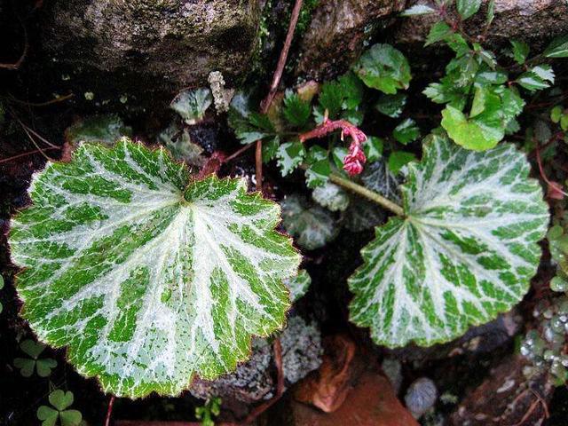这花厉害了，看着墙就爱爬，叶片有花纹枝条绿油油，能做天然花墙