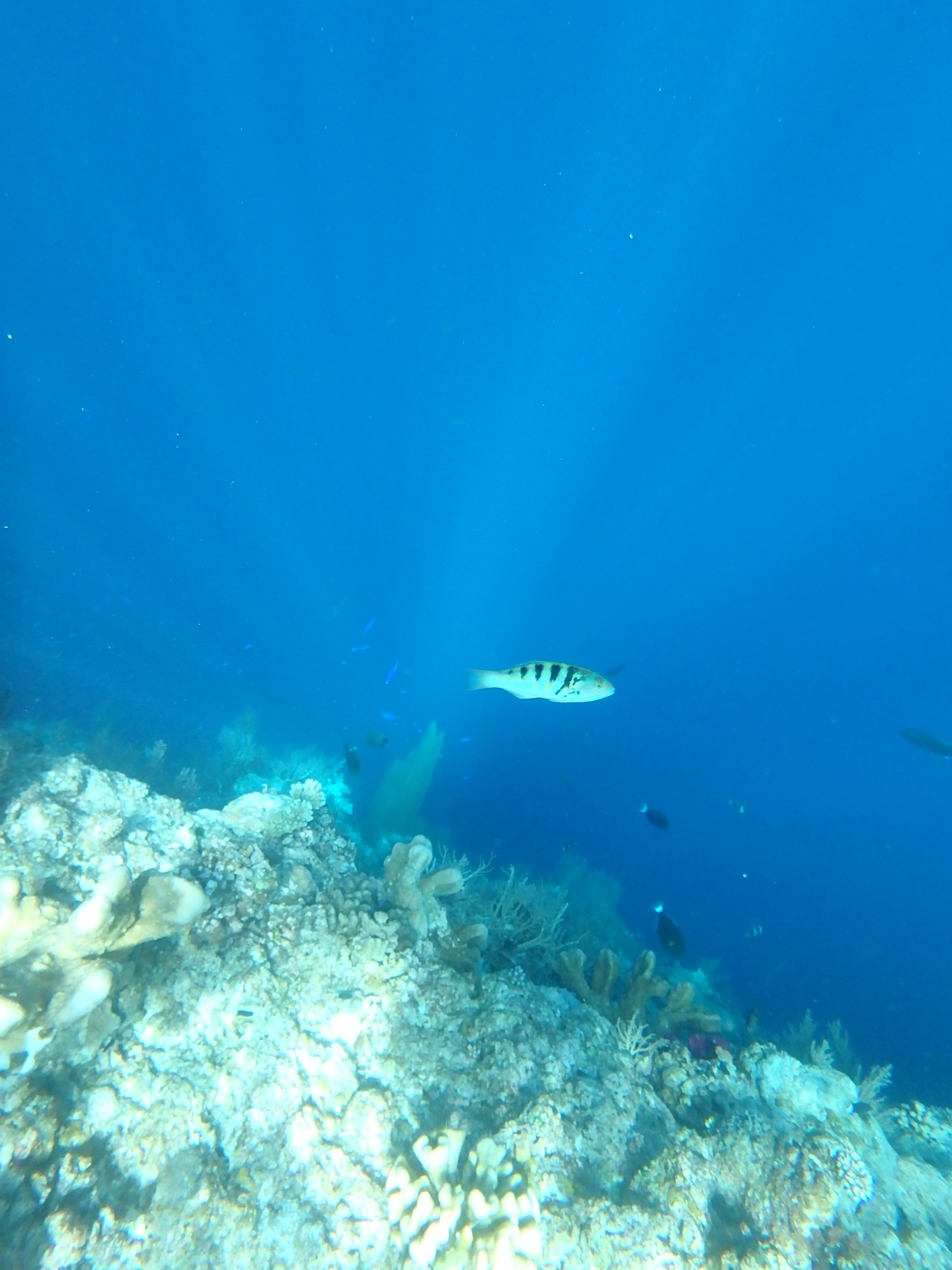 帕劳旅游十大攻略,帕劳上帝的水族箱