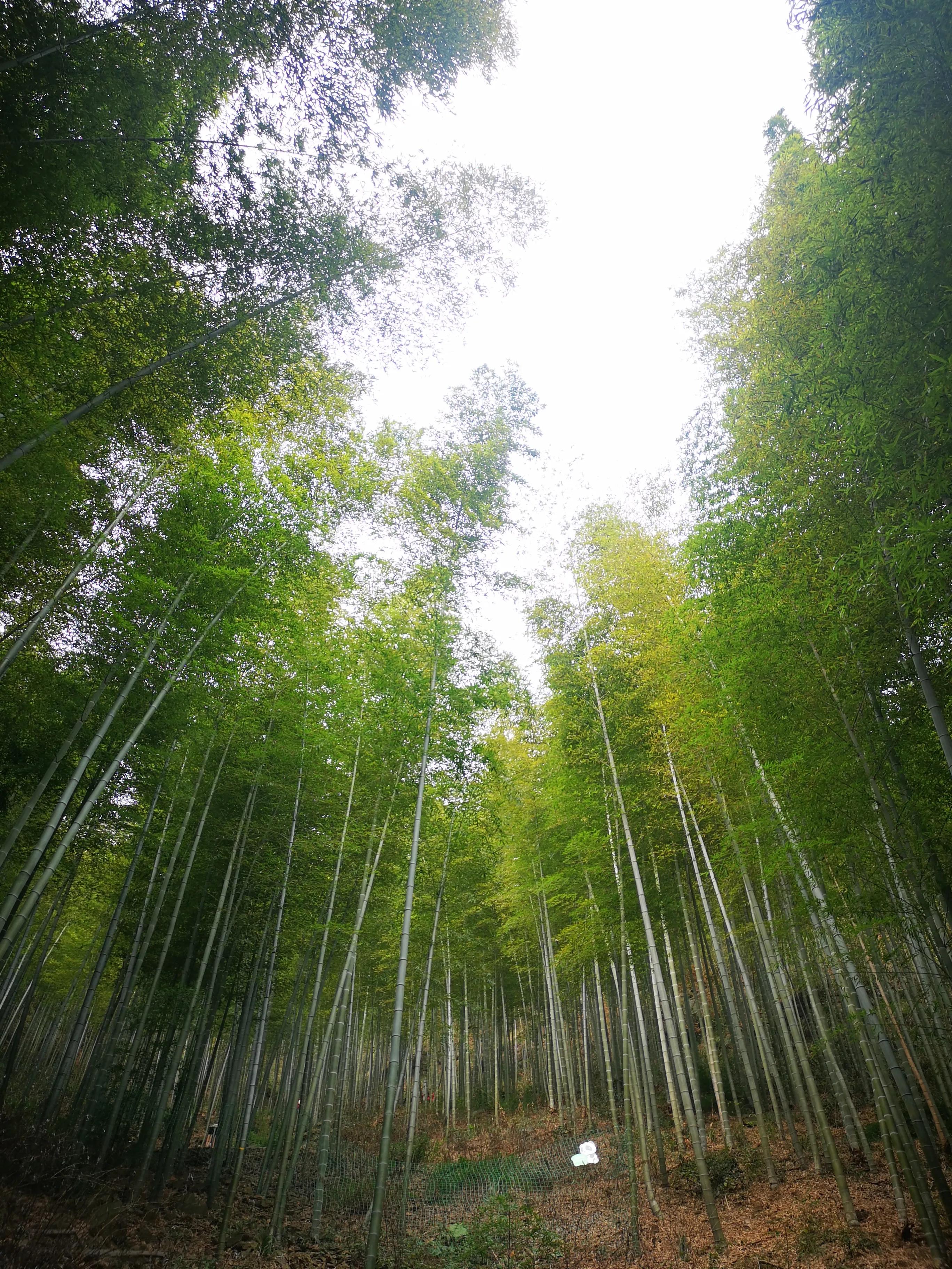 溧阳南山竹海小鸟天堂,宜兴南山竹海和溧阳南山竹海