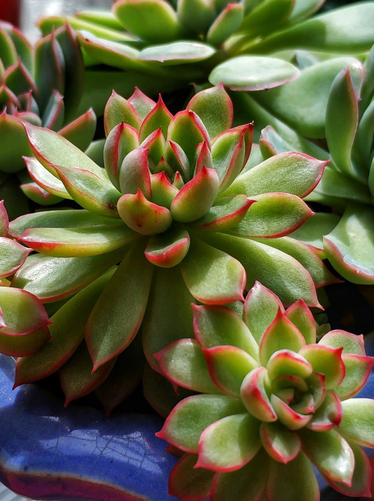 记录多肉长大的全过程,记录所有多肉成长过程